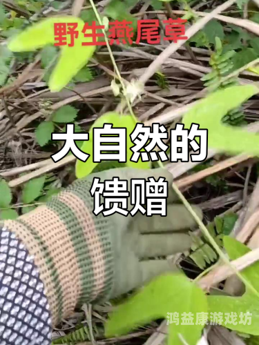 久久青草免费线观久久青草免费线观，探索自然之美，感受生态魅力