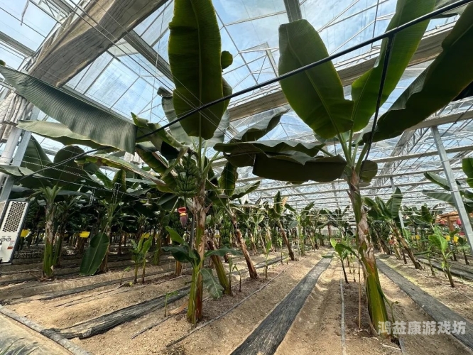 亚洲欧美综合香蕉亚洲欧美综合新闻，香蕉产业的新机遇与挑战