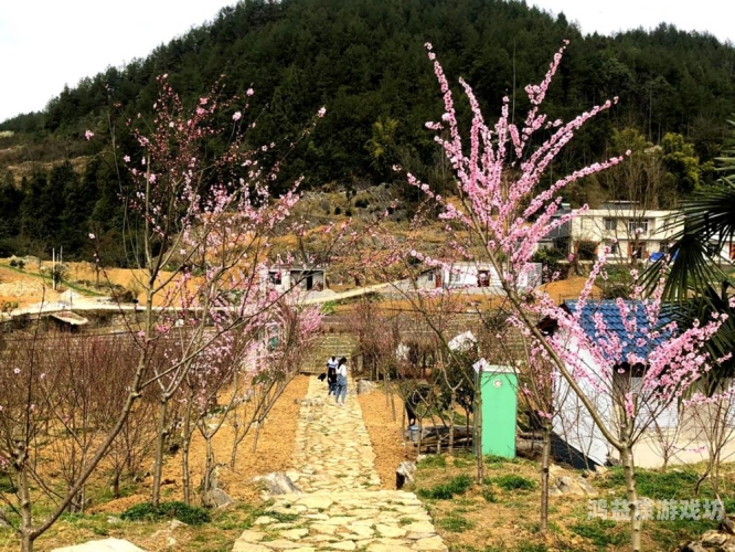 久久综合网天天桃花网综合新闻，久久综合网深度解析与天天桃花网特色介绍