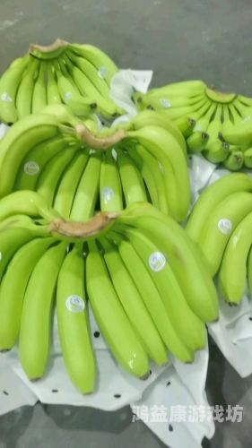 国产香蕉久久精品综合网国产香蕉久久精品综合网，探秘优质香蕉的丰富世界
