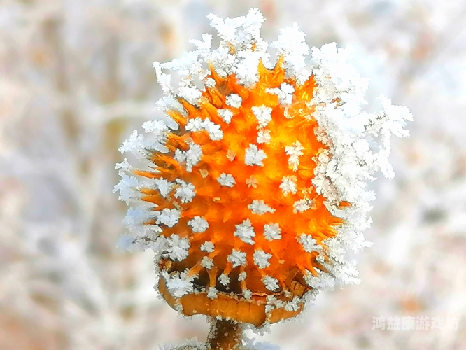 精品国精品国产自在久91精品国国产自在久91，品质生活的追求与体验