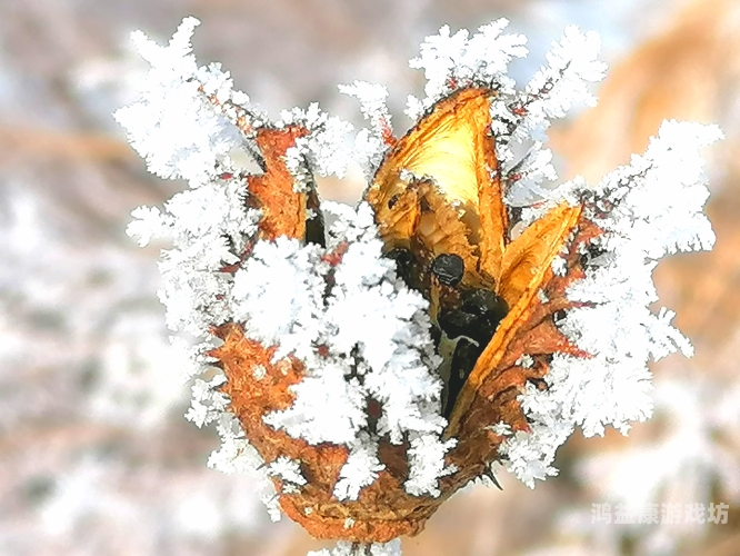 精品国精品国产自在久91精品国国产自在久91，品质生活的追求与体验