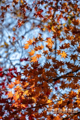 秋霞无码，探索一区、二区、三区的神秘视频世界