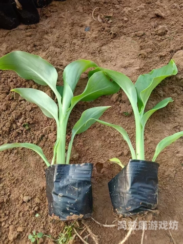 伊人久久大香线蕉在观看伊人久久大香线蕉在线观摩蕉农种植技术