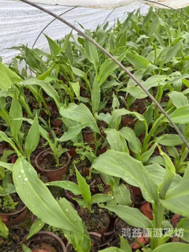 伊人久久大香线蕉在观看伊人久久大香线蕉在线观摩蕉农种植技术