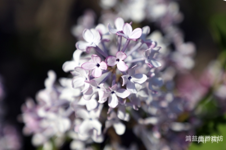 五月丁香亚洲综合网五月丁香，亚洲综合新闻资讯