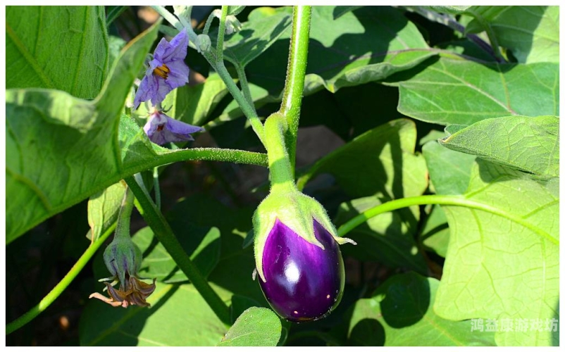 茄子网站茄子网站新闻资讯