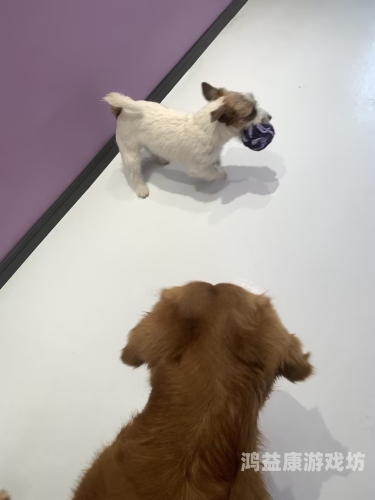 狗和女人一级毛狗与女人的时尚新篇章，一级毛的新闻资讯