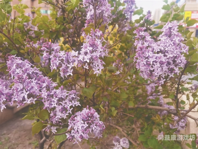 五月丁香偷拍热议，厕所里的秘密与隐私保护