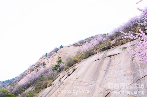 桃花性爱在线资源站，探索性爱文化的神秘世界桃花·com