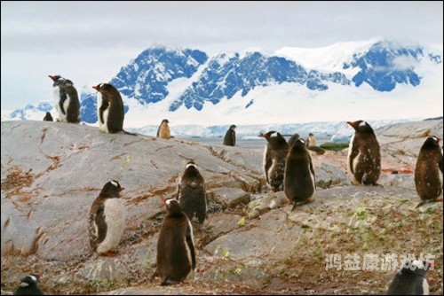 最新ZOOSKOOVideOs最新ZOOSKOOVideOs，动物保护与科技融合的新篇章