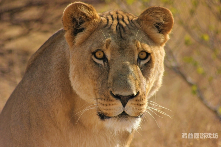 最新ZOOSKOOVideOs最新ZOOSKOOVideOs，动物保护与科技融合的新篇章