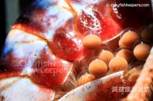 东京热精子注入盛况揭秘，生育热潮背后的新闻资讯