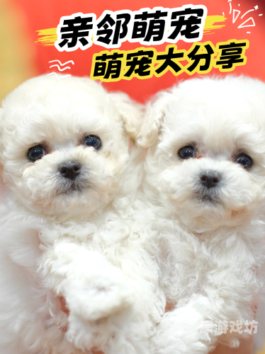 新闻资讯，又白又嫩毛又多，探索宠物市场新趋势又白又嫩毛又多美女在线观看