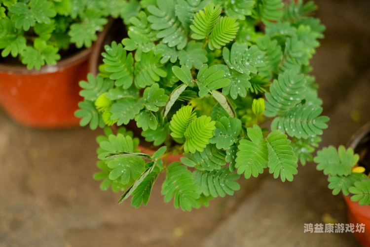 含羞草，成人网站背后的角色设定与新闻资讯含羞草的网站地址是什么