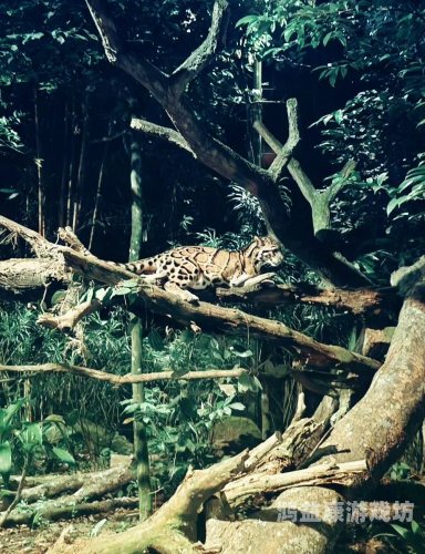 深夜精品频道，探索深夜区的神秘诱惑精品深夜av无码一区二区在线观看