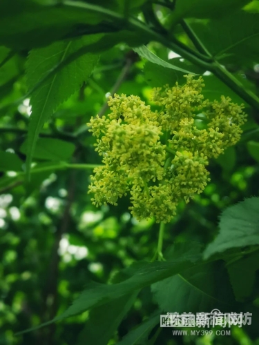 狠狠噜狠狠狠狠丁香五月狠狠噜狠狠狠狠丁香五月，新闻资讯解读