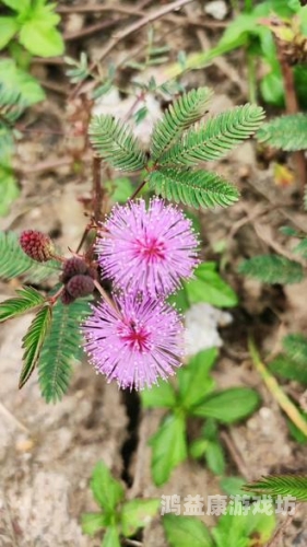 含羞草果冻传媒制片厂含羞草果冻传媒制片厂揭秘，传媒新星闪耀