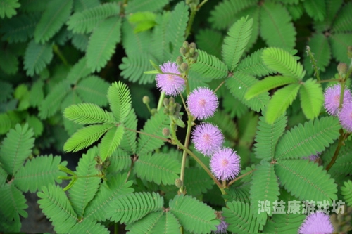 含羞草果冻传媒制片厂含羞草果冻传媒制片厂揭秘，传媒新星闪耀
