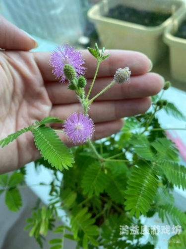 含羞草果冻传媒制片厂含羞草果冻传媒制片厂揭秘，传媒新星闪耀
