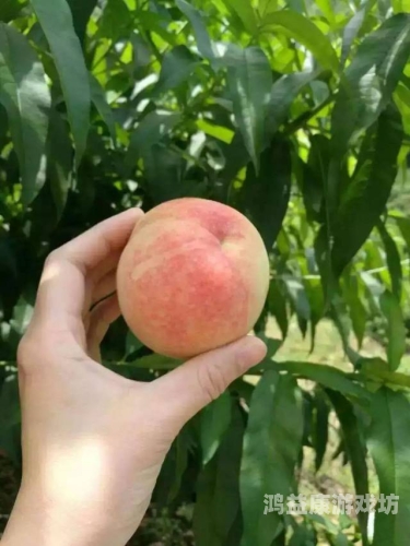 水蜜桃视频在线成人网站免费观看水蜜桃视频在线成人网站免费观看