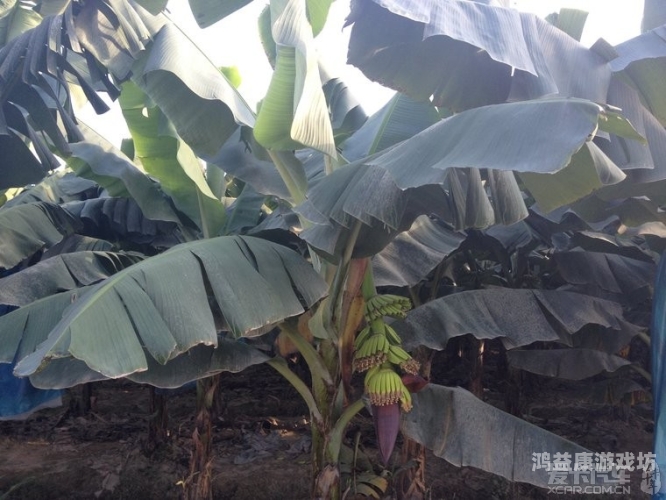 香蕉夜色爽爽影院18禁香蕉夜色爽爽影院，探索18禁的神秘世界