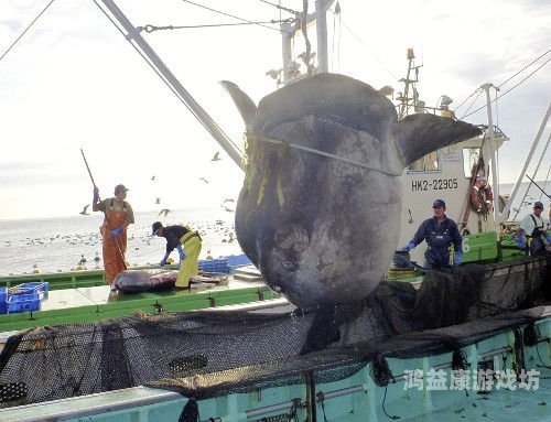 日本一区二区三区高潮喷吹日本一区二区三区新闻资讯，区域经济繁荣背后的新闻热点