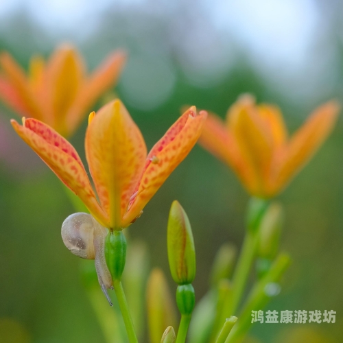 忘忧草18禁在线播放www网忘忧草18禁在线播放网站揭秘