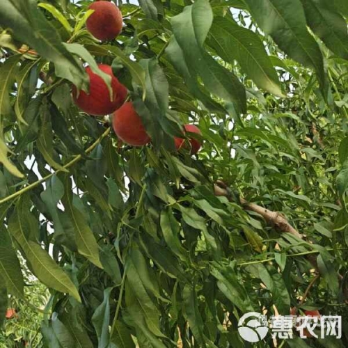 蜜桃无码20p蜜桃无码20p，神秘诱惑背后的真相
