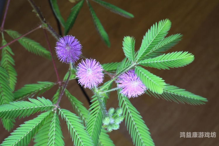 含羞草的AAAAA成人含羞草的成人之秘，探索神秘领域